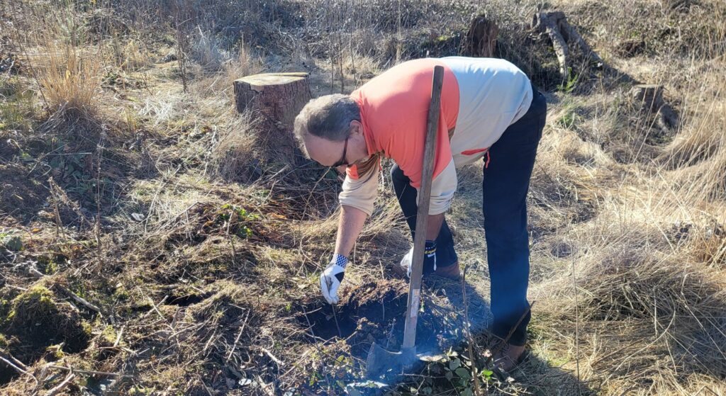 up to data Tree-Planting | Person in red shirt planting trees during forest restoration project in cleared woodland area with tree stumps